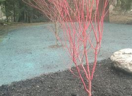 hydroseeding-in-federal-way